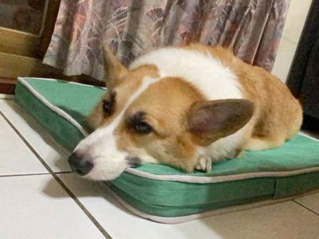 經典透氣睡墊-有眉毛很有戲 柯基犬 武雄