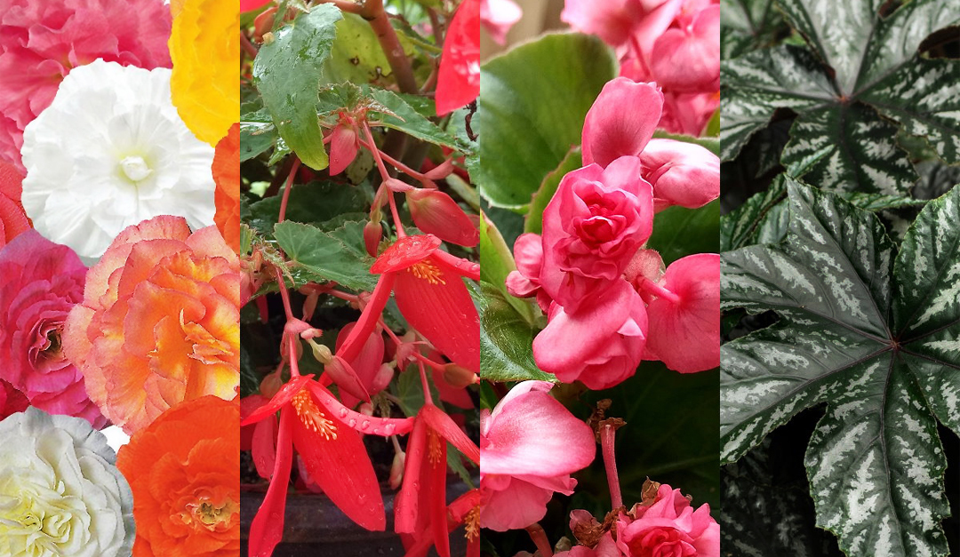 「海棠特輯」球根海棠、玻利維亞海棠&More