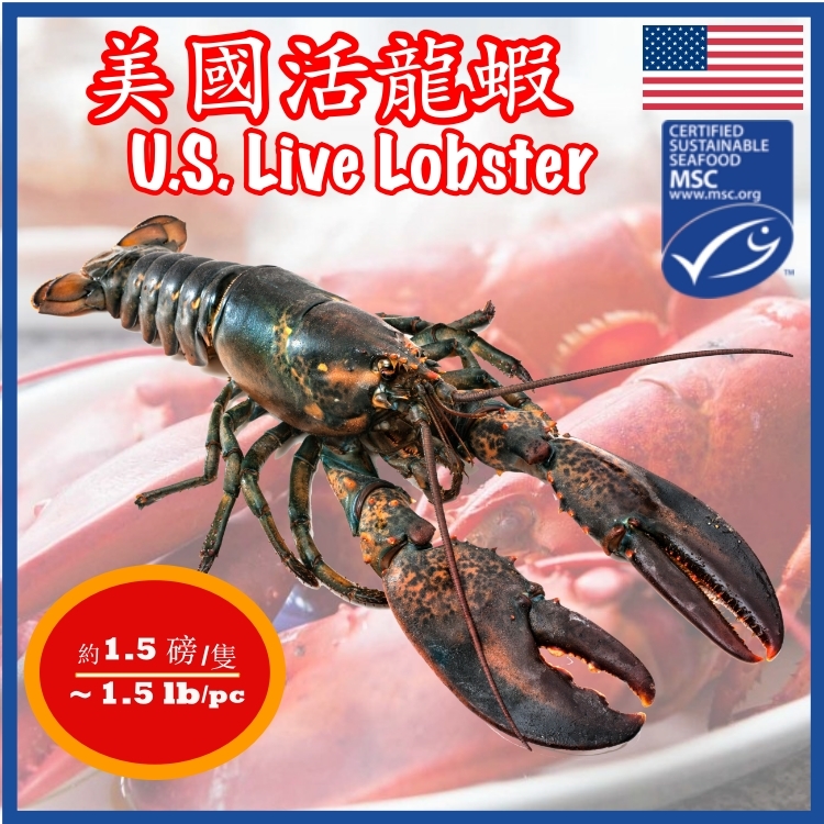 Live Lobsters delivered to 5 Stars Hotels. Hard shell