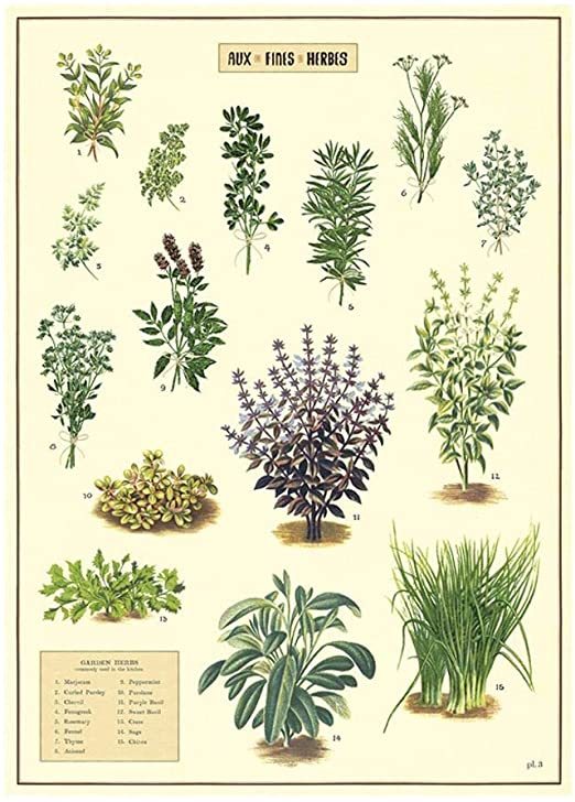 草本植物 包裝紙/海報 ｜美國 Cavallini & Co