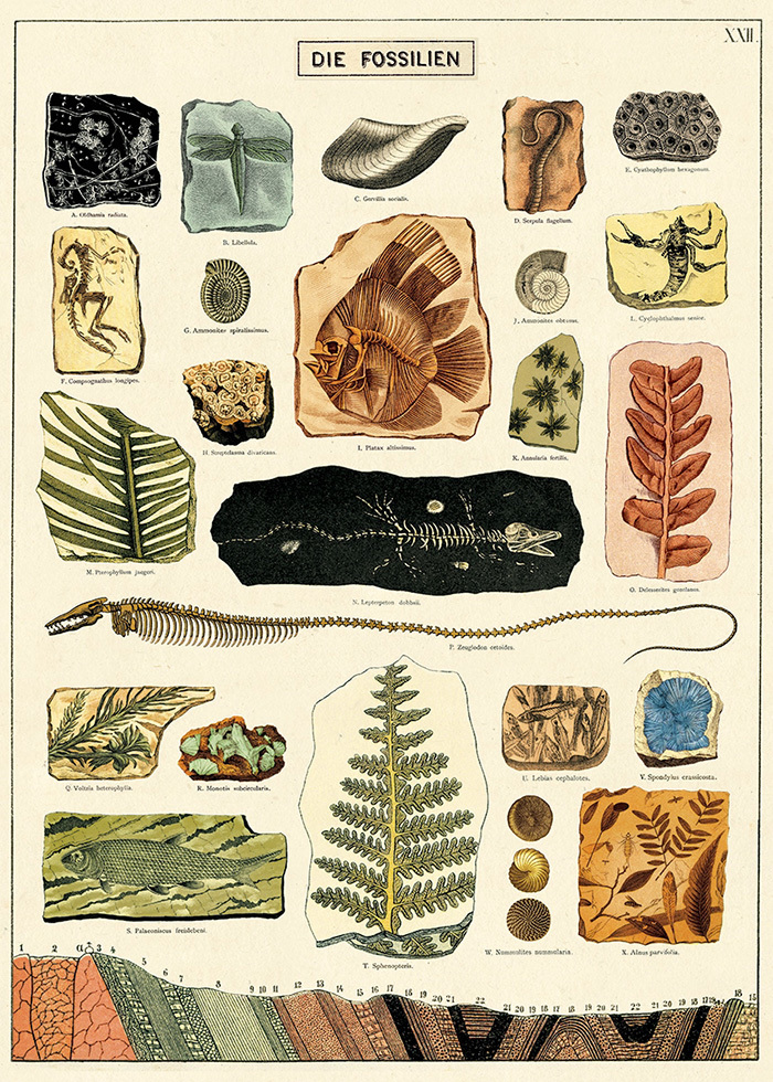 化石 包裝紙/海報 ｜美國 Cavallini & Co