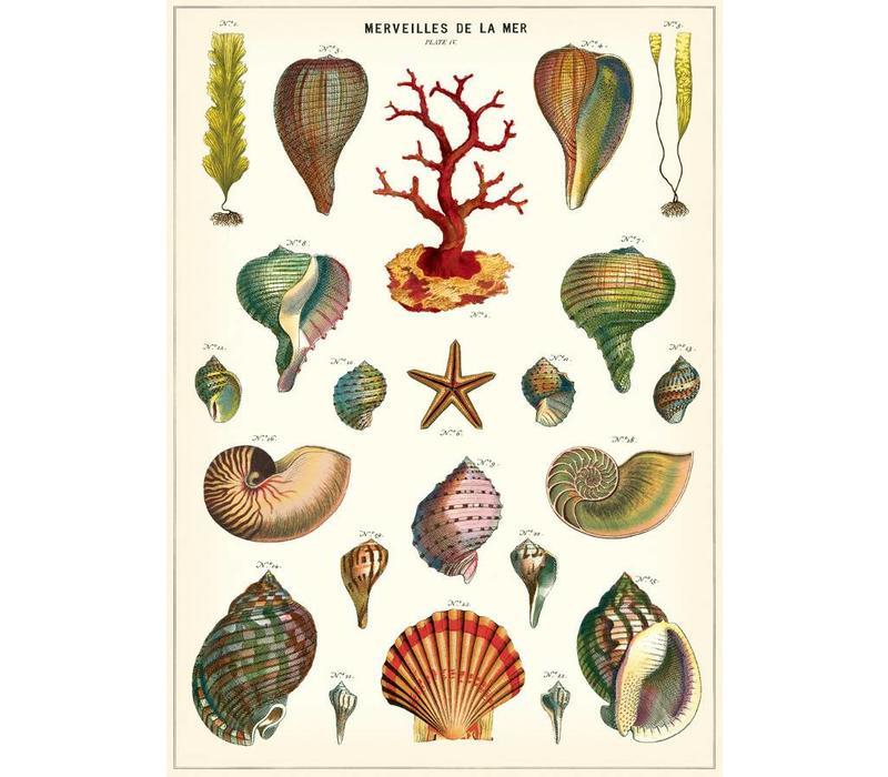 貝殼 包裝紙/海報 ｜美國 Cavallini & Co
