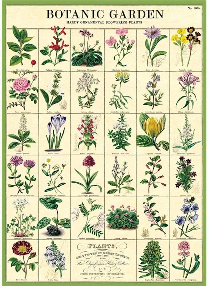 植物園 包裝紙/海報 ｜美國 Cavallini & Co