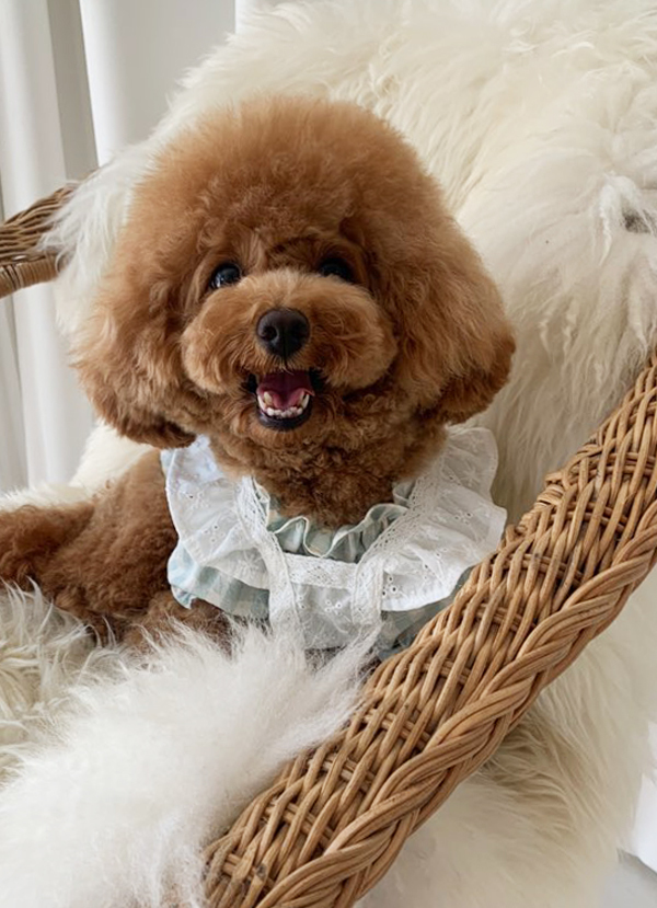 💟  Comofranche💟  格紋蕾絲兩件式洋裝（薄荷綠）