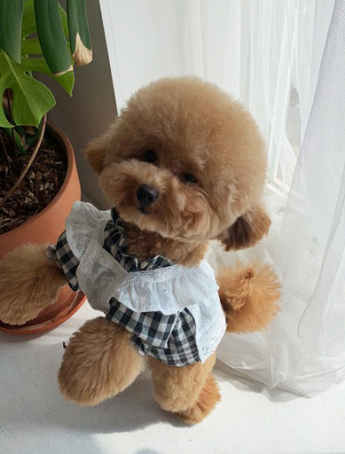 Comofranche Check Lace Dress Black x White