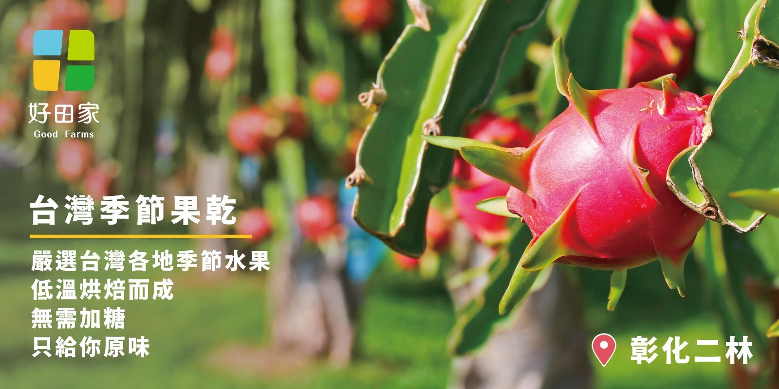 好田家火龍果乾，新鮮的彰化二林火龍果乾