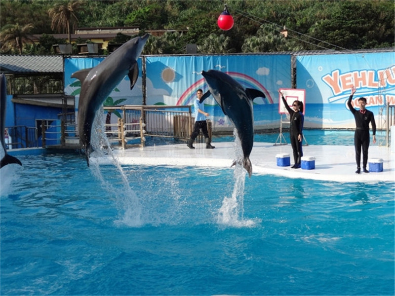 【萬里】野柳海洋世界 海豚表演