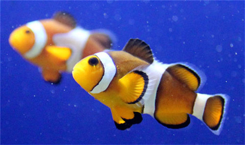 【萬里】野柳海洋世界 小丑魚