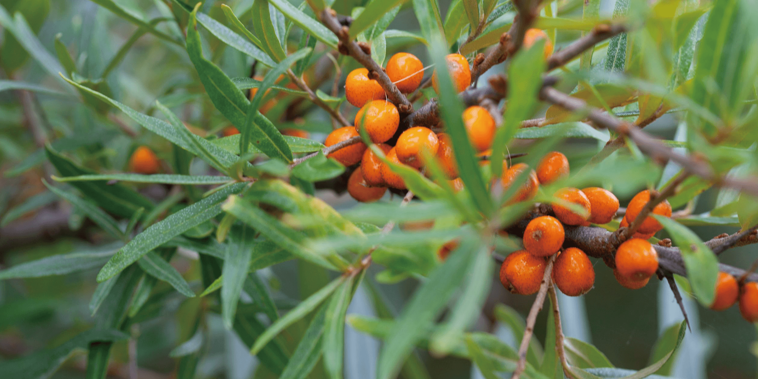 沙棘果具有高營養價值及經濟潛力
