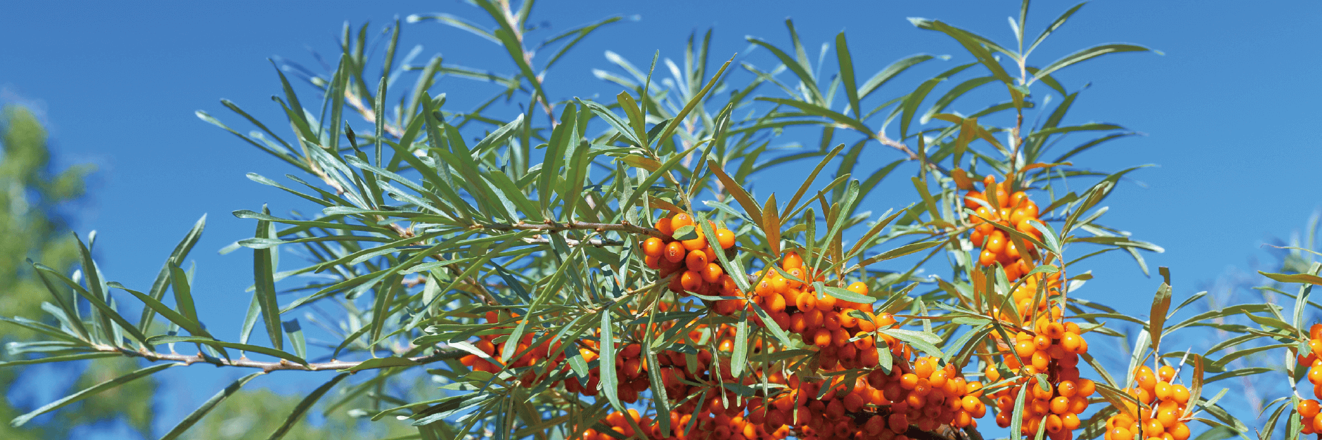 優森泰嚴選來自蒙古國的沙棘果