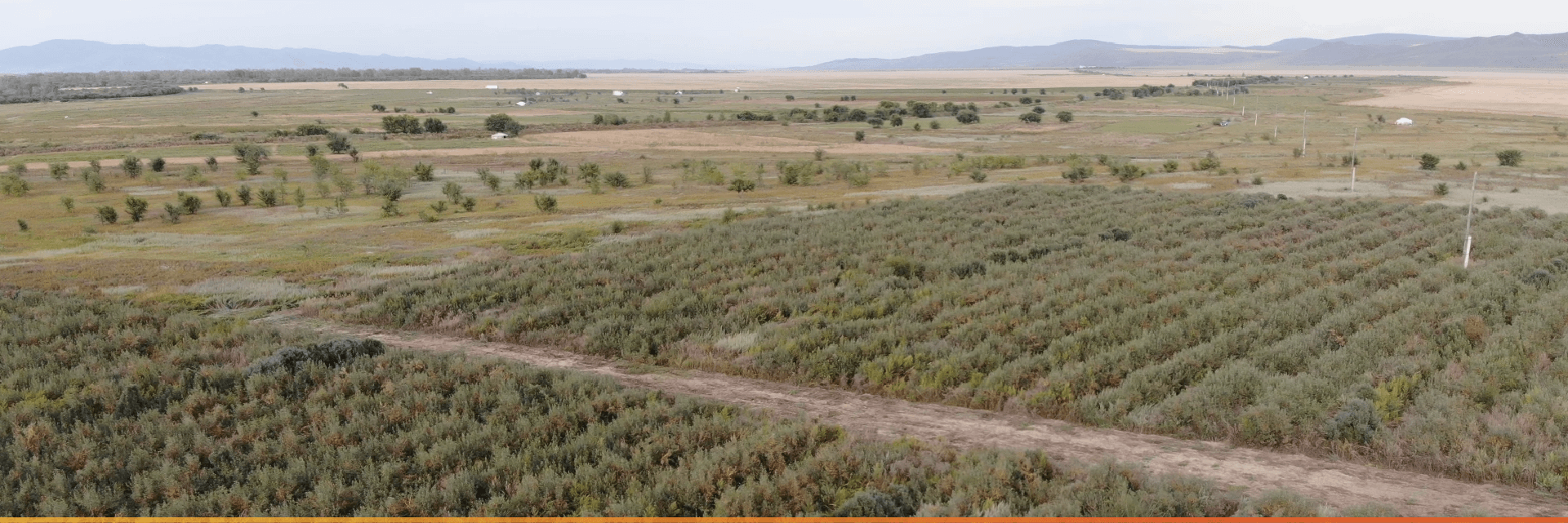 蒙古國的沙棘果園