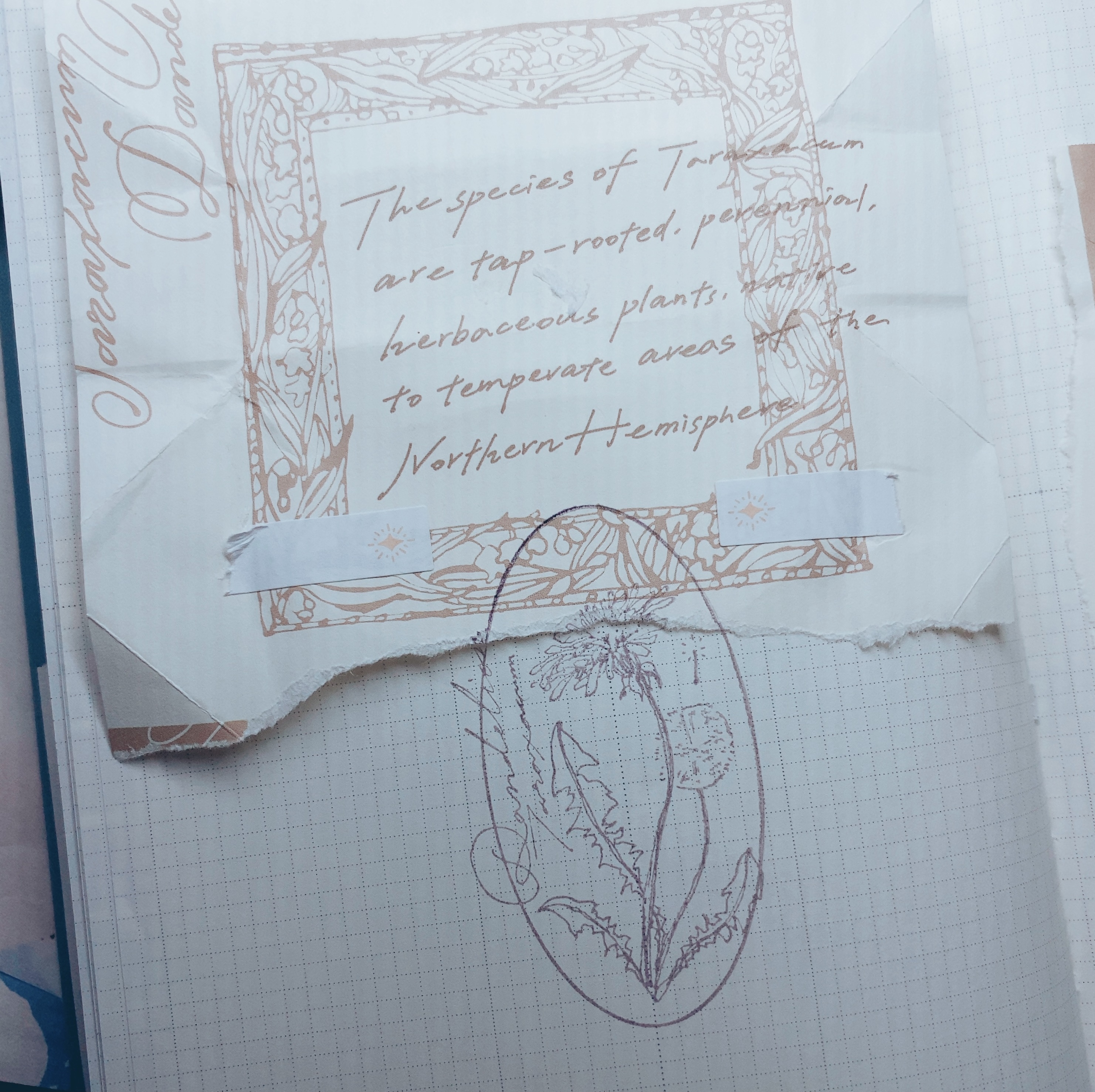 OURS 蒲公英 楓木印章