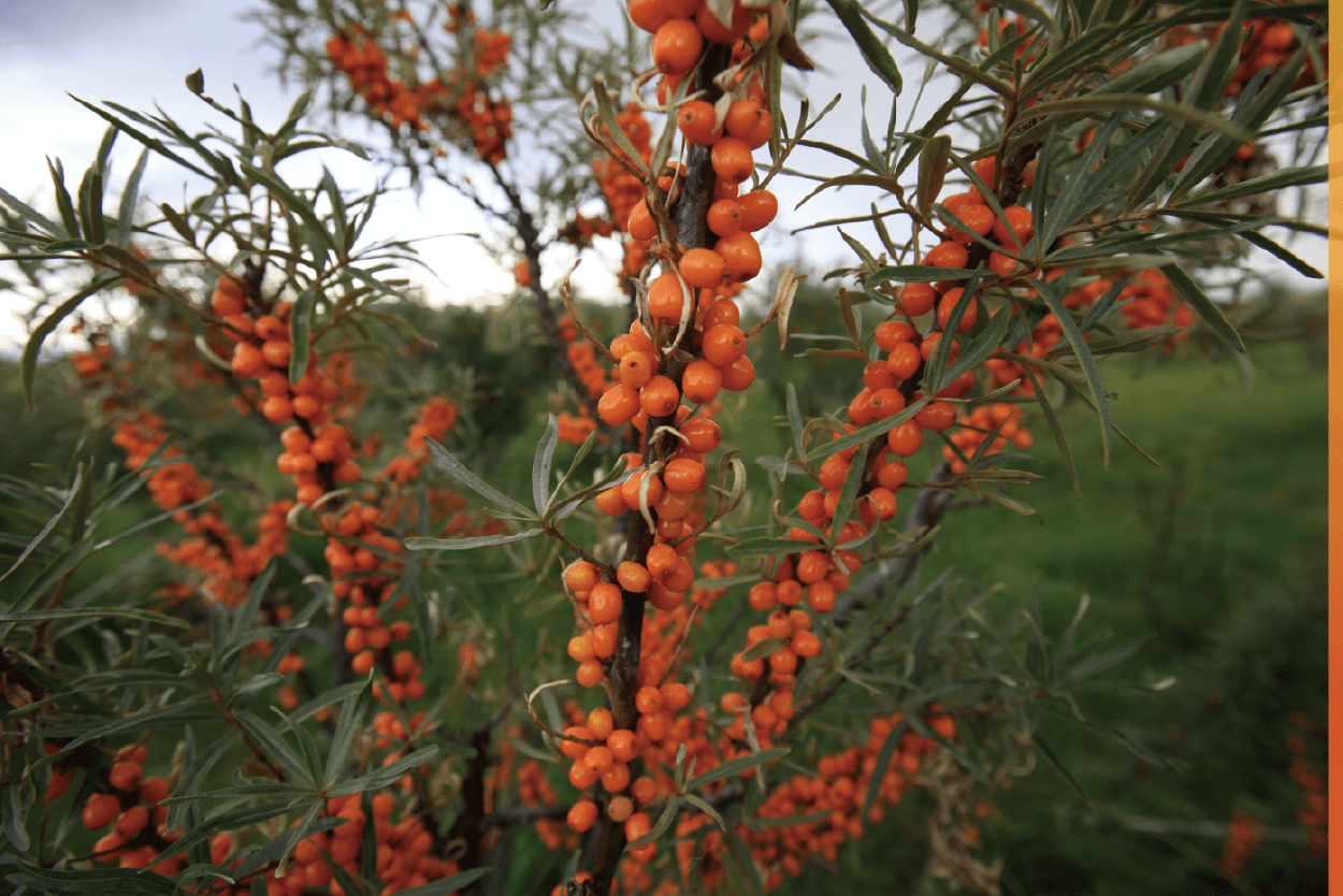 沙棘具有多種不飽和脂肪酸