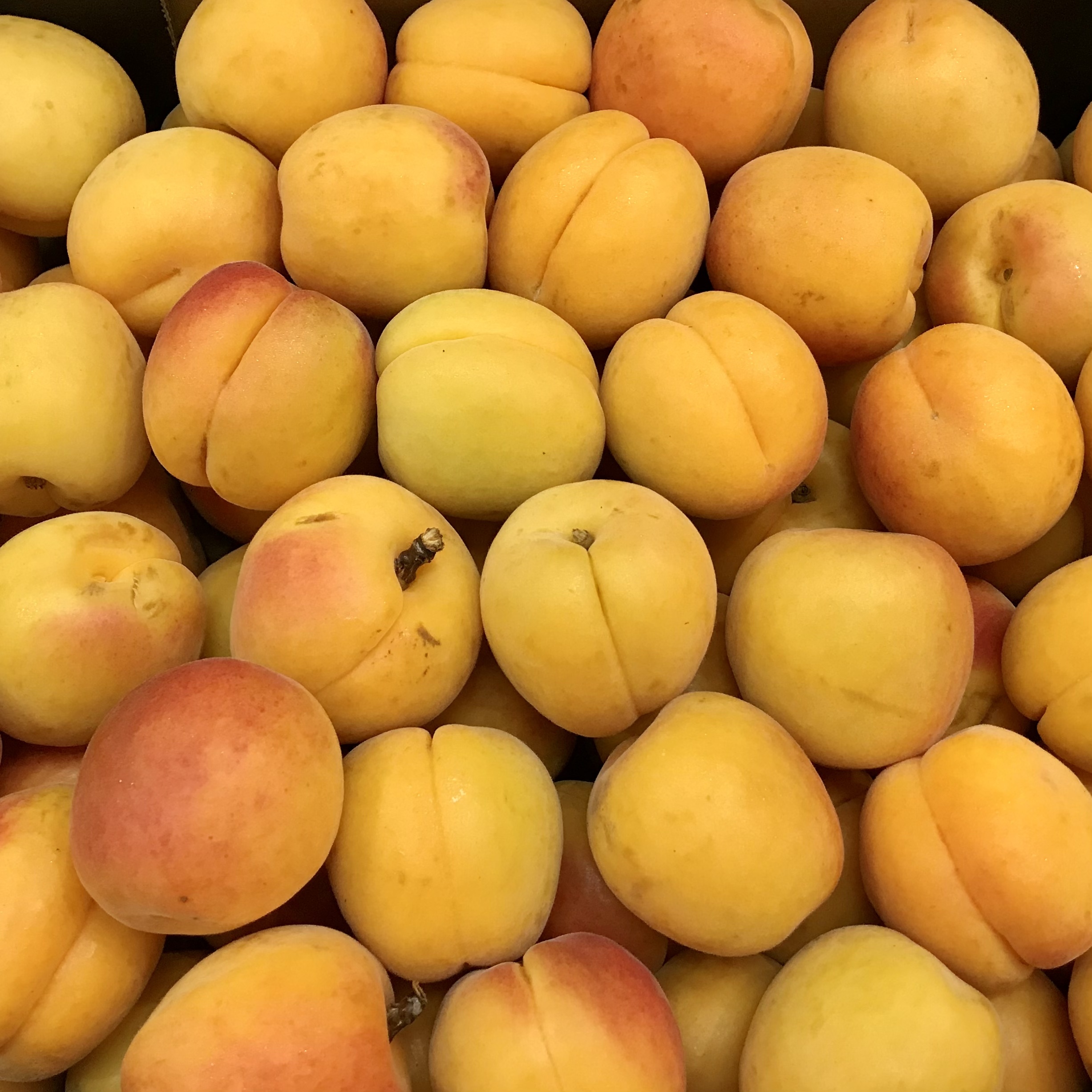 Australian Apricot