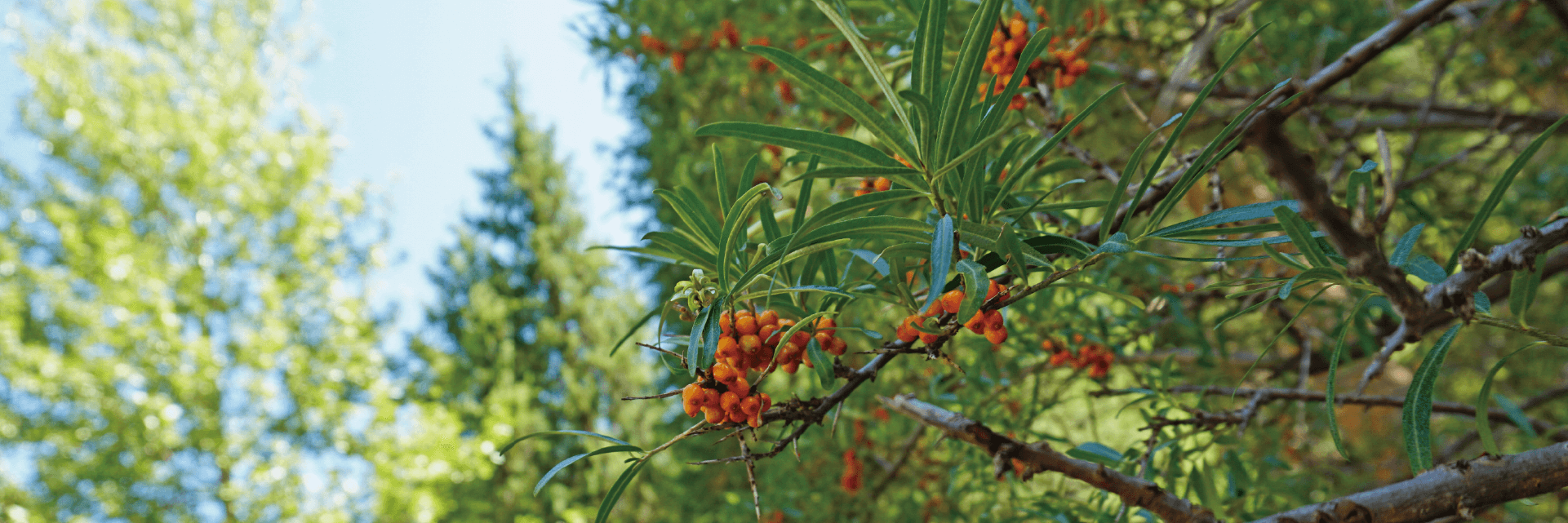 蒙古沙棘含400多種營養成分