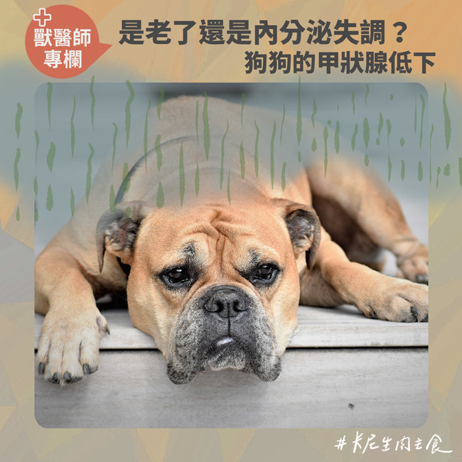 是老了還是內分泌失調？狗狗的甲狀腺低下