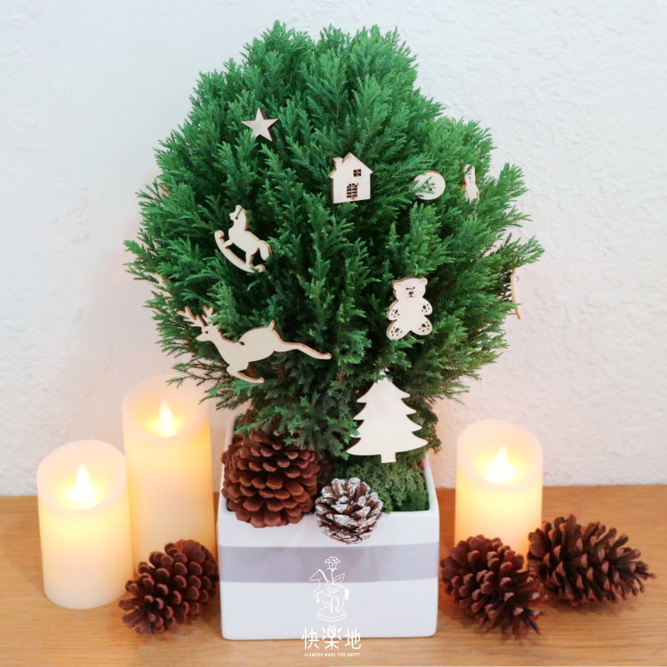 圓柏 I  長壽圓融 I 聖誕樹  XM200308