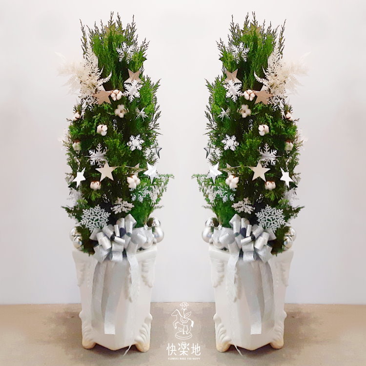 檀香柏 I  蒼翠清香 I 聖誕樹  XM200985