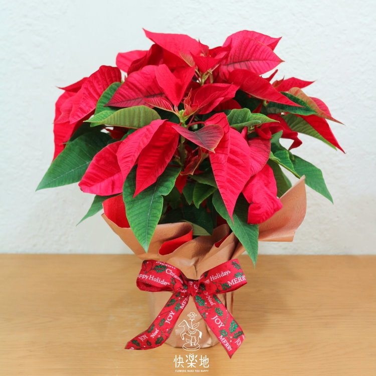 聖誕紅 I 金質禮品包裝  XM200400