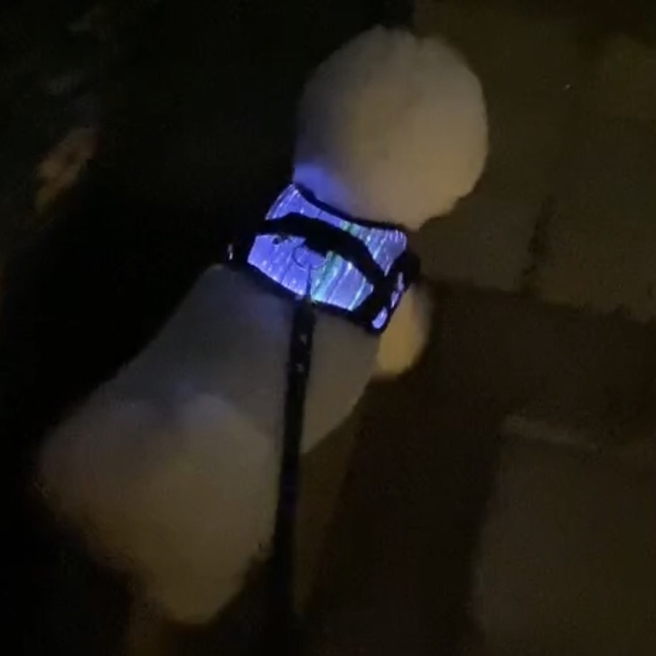 光導纖維發光胸背帶