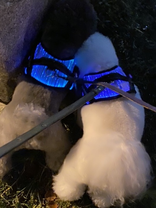 光導纖維發光胸背帶