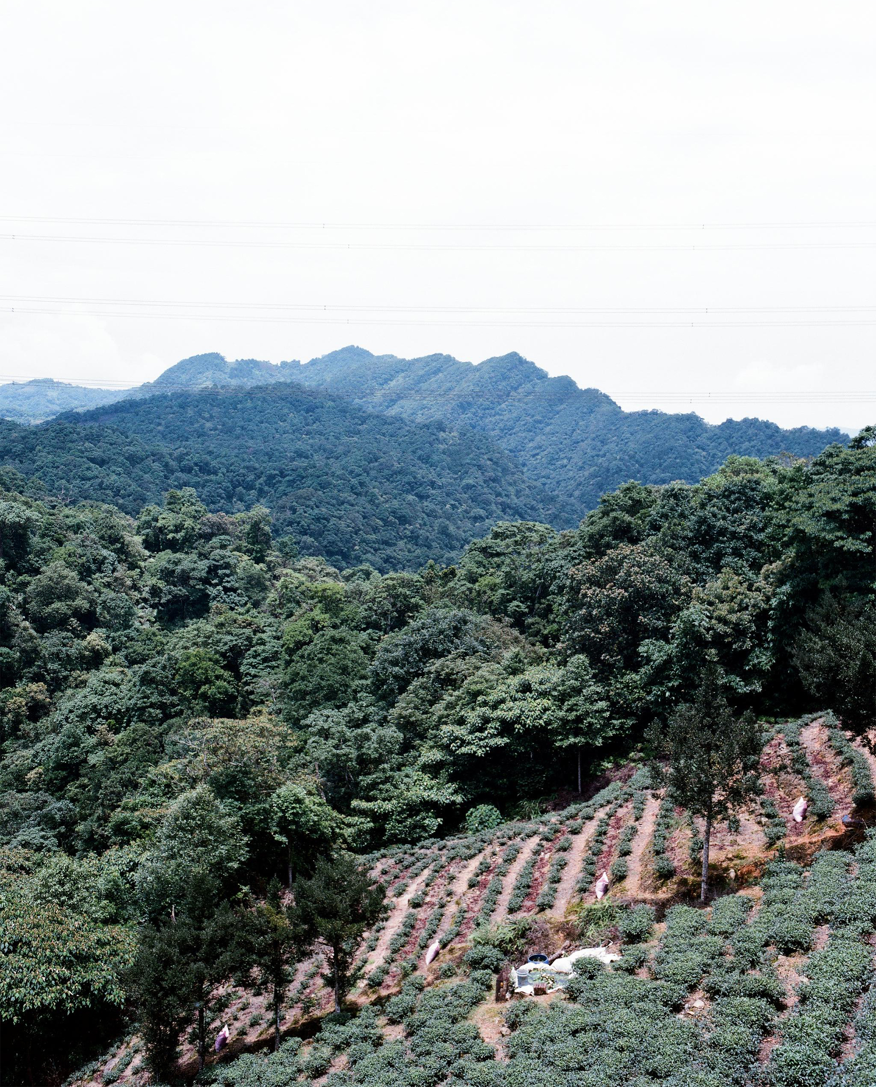 全新上市：福壽山烏龍｜京盛宇Jing Sheng Yu