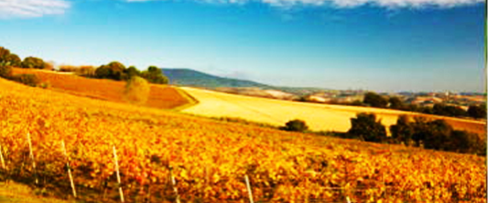 Cellar Piantate Lunghe 01