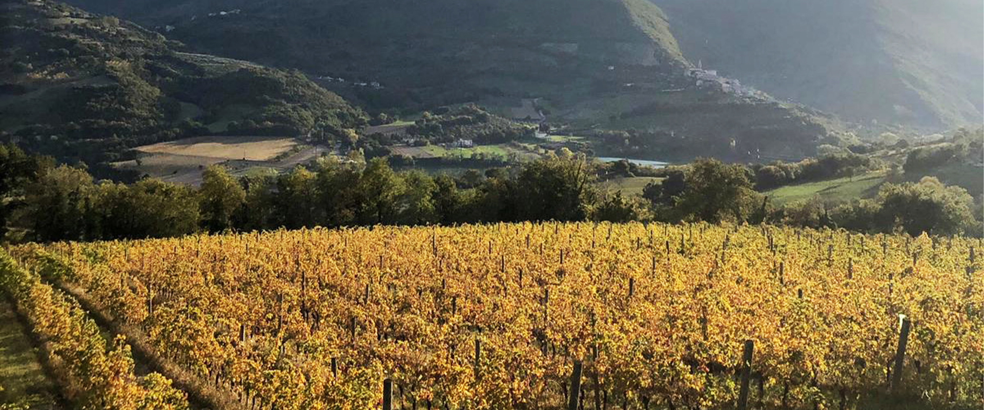 Cellar Podere sul lago 01