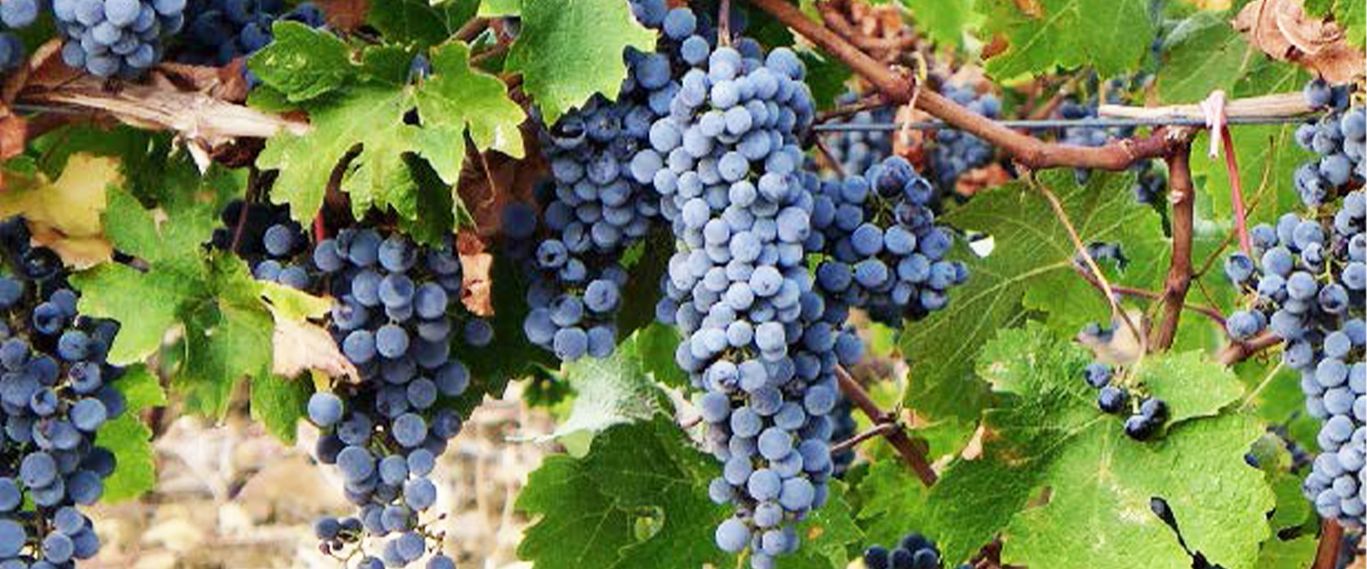 Cellar Barone di Serramarrocco 01