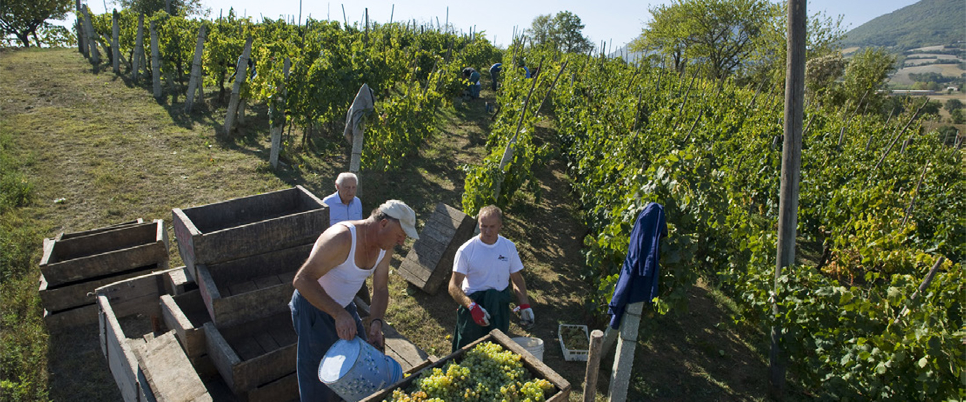Cellar Tenuta piano di Rustano 01