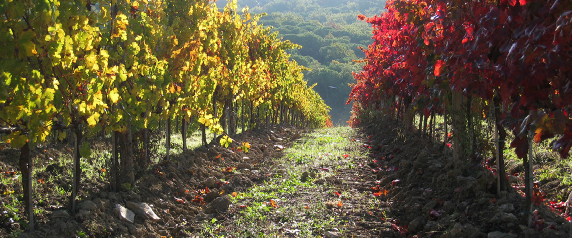 Cellar Fattoria Pomona 01