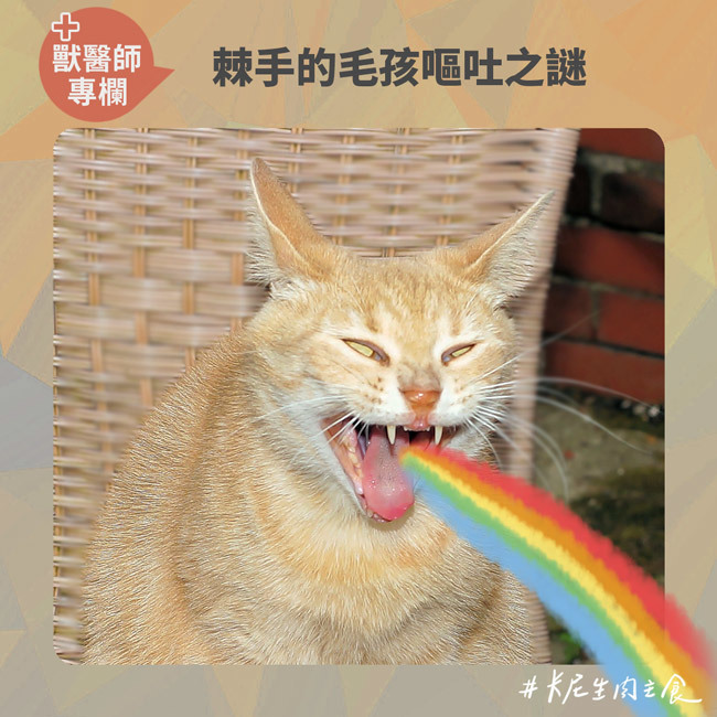 棘手的毛孩嘔吐之謎