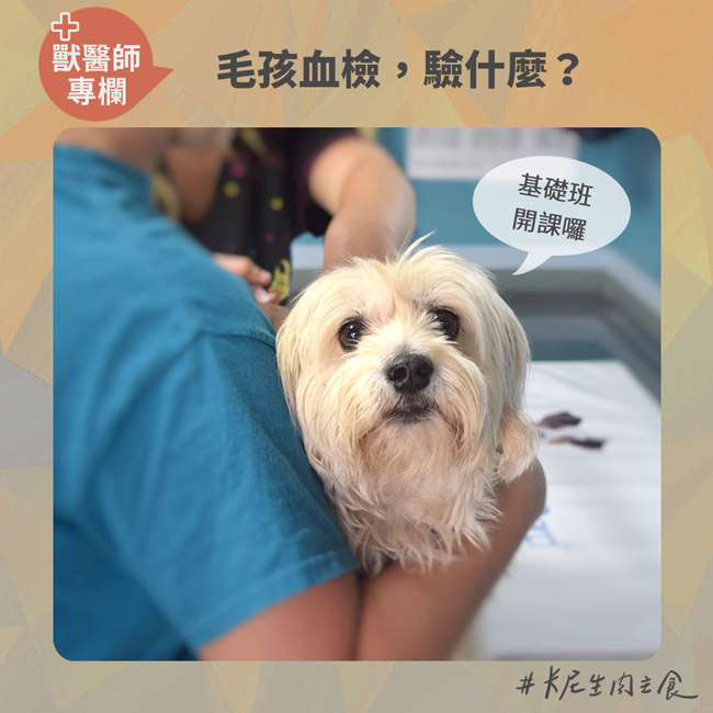 毛孩血檢，驗什麼？