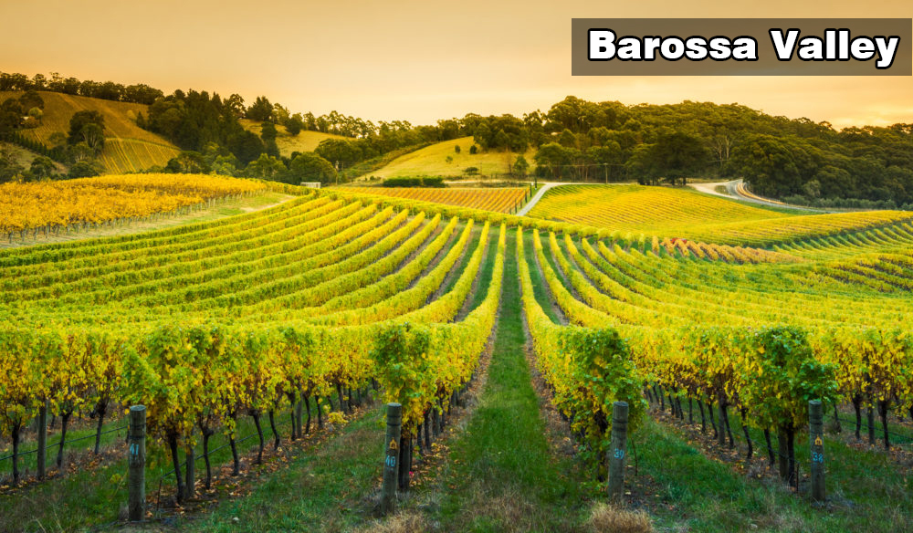 Barossa Valley丨巴羅薩谷丨Wine Couple 醇酒伴侶