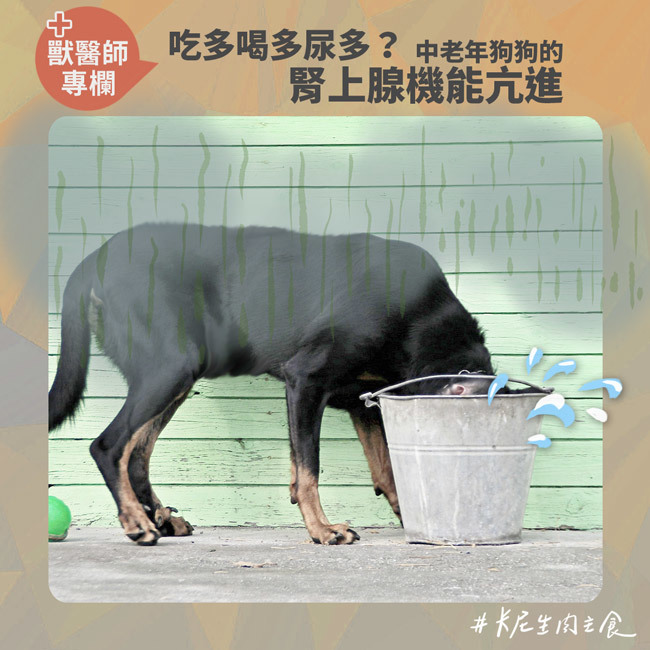 吃多喝多尿多？中老年狗狗的腎上腺機能亢進