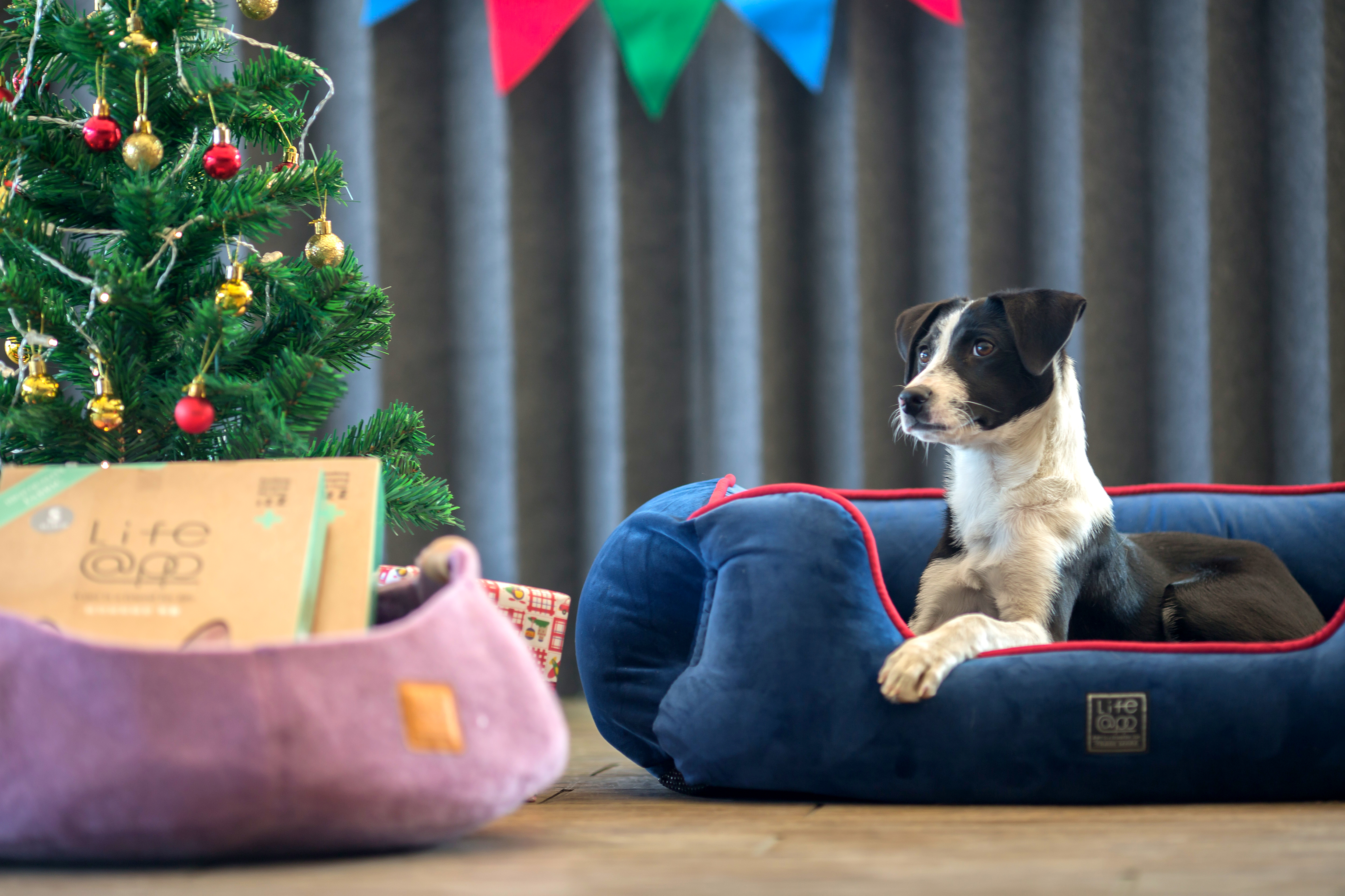 Lifeapp尊爵堡睡墊