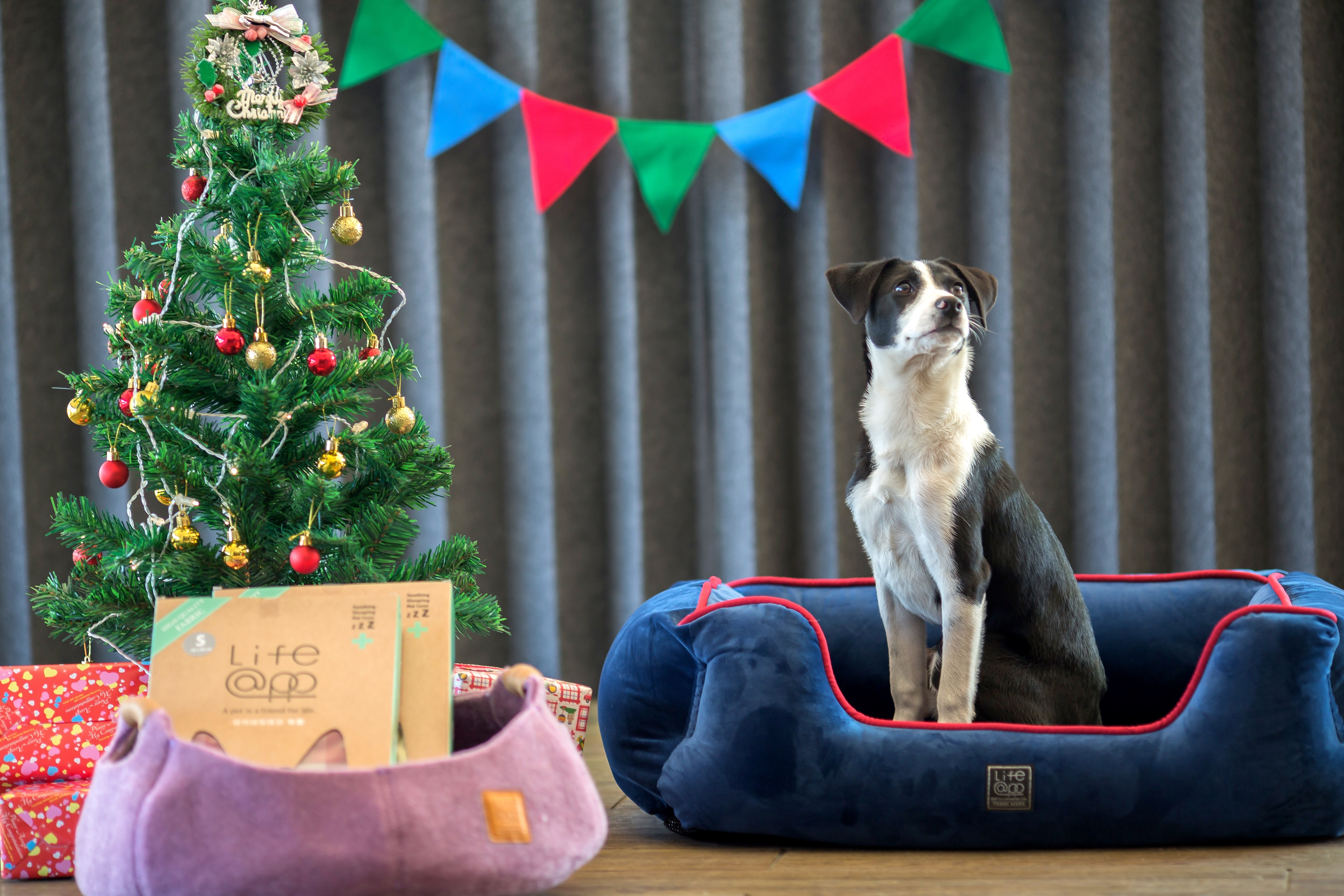 Lifeapp尊爵堡睡墊