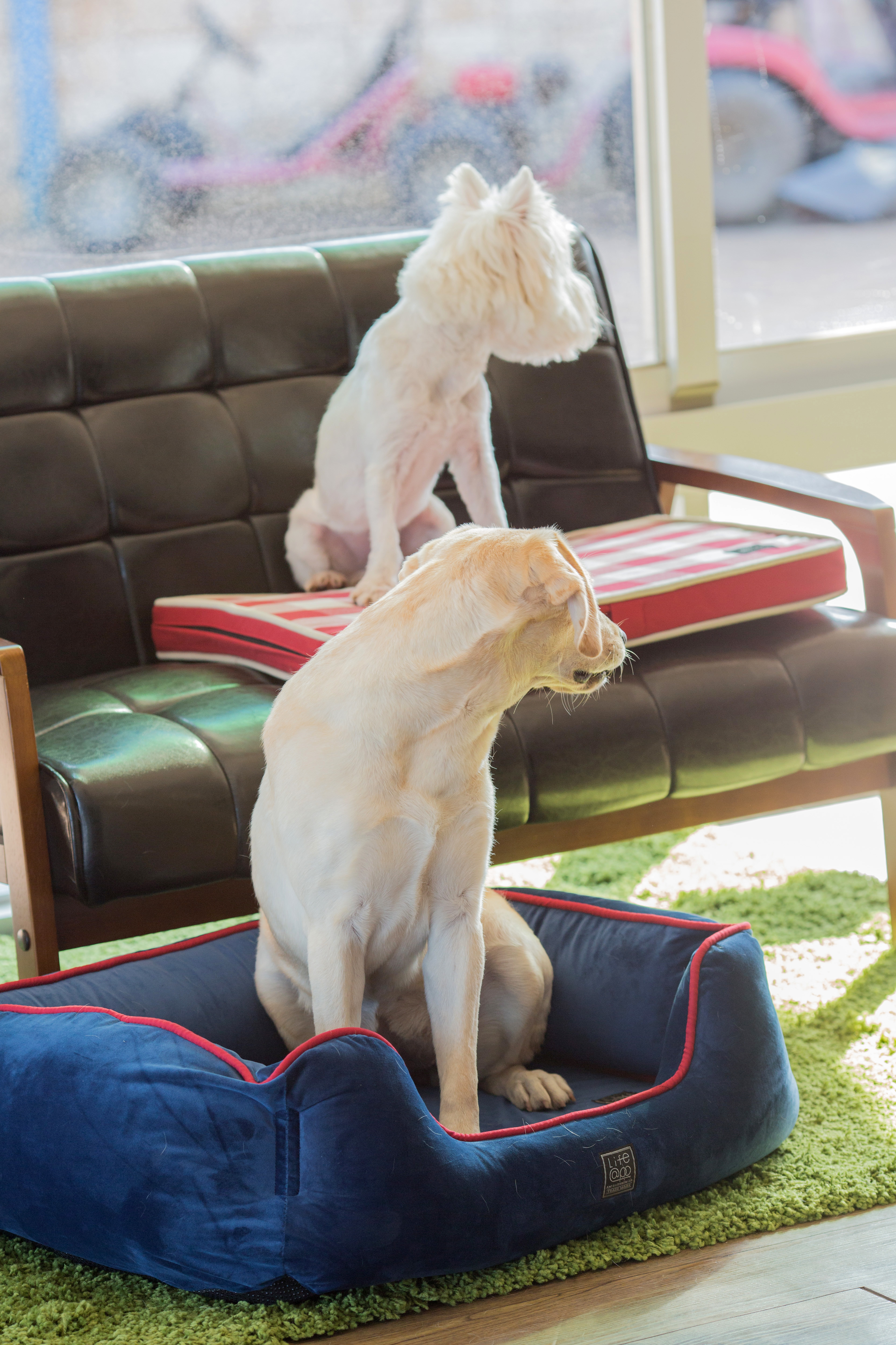 Lifeapp尊爵堡睡墊