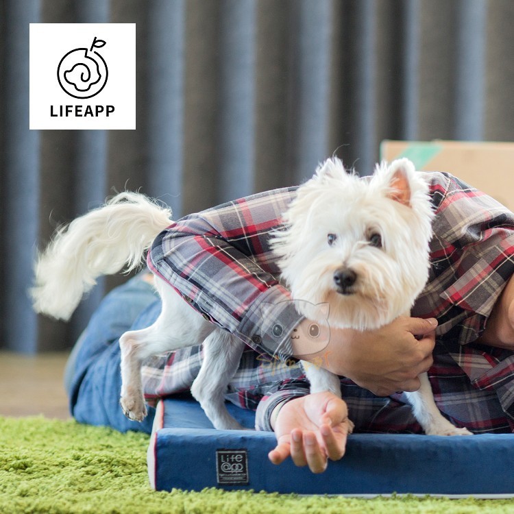 Lifeapp Lazy Bed Universal Blue