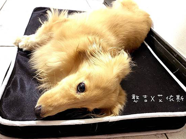 【寵物用品】LIFEAPP經典透芯涼睡墊，初識 4D高涵氧纖維，驚艷程度百分百 <3