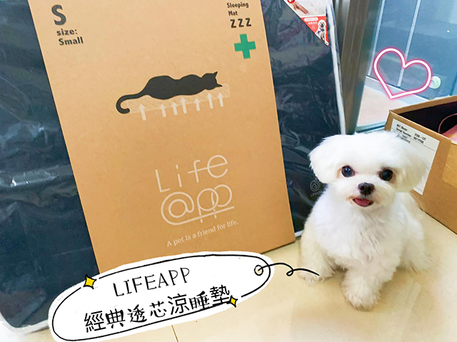 馬爾濟斯小肉包搗蛋日記簿