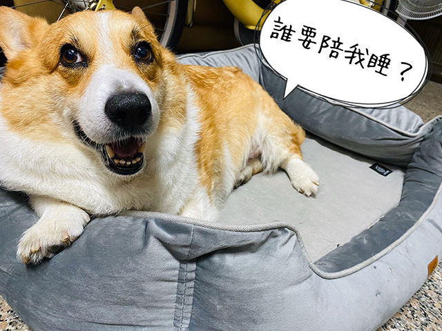 柯基阿肥懶洋洋 - LIFEAPP尊爵堡