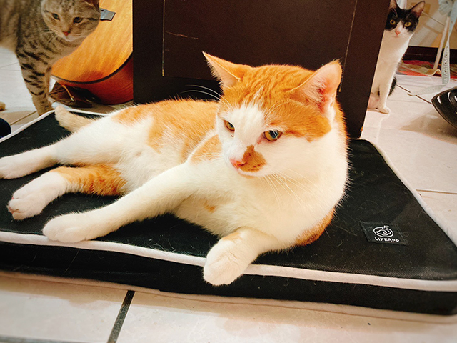 鑰匙記得帶 - LIFEAPP經典透芯涼睡墊/洞洞樂貓隧道