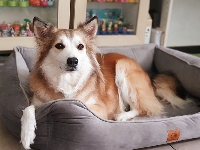 米克斯驚喜包之偷家八寶粥 - LIFEAPP寵物緩壓睡墊