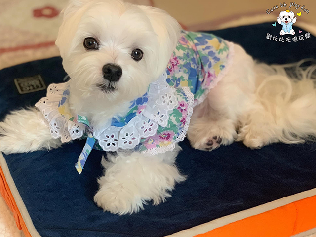 劉比比寶貝的吃喝玩樂- LIFEAPP經典絨布睡墊