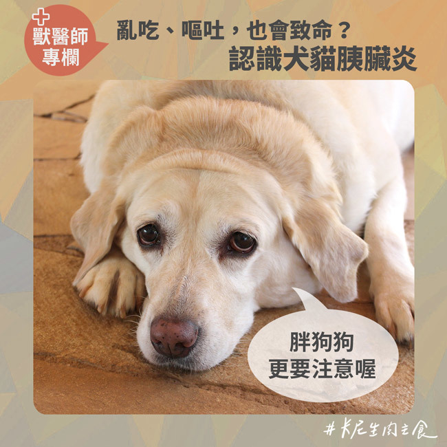 犬貓胰臟炎