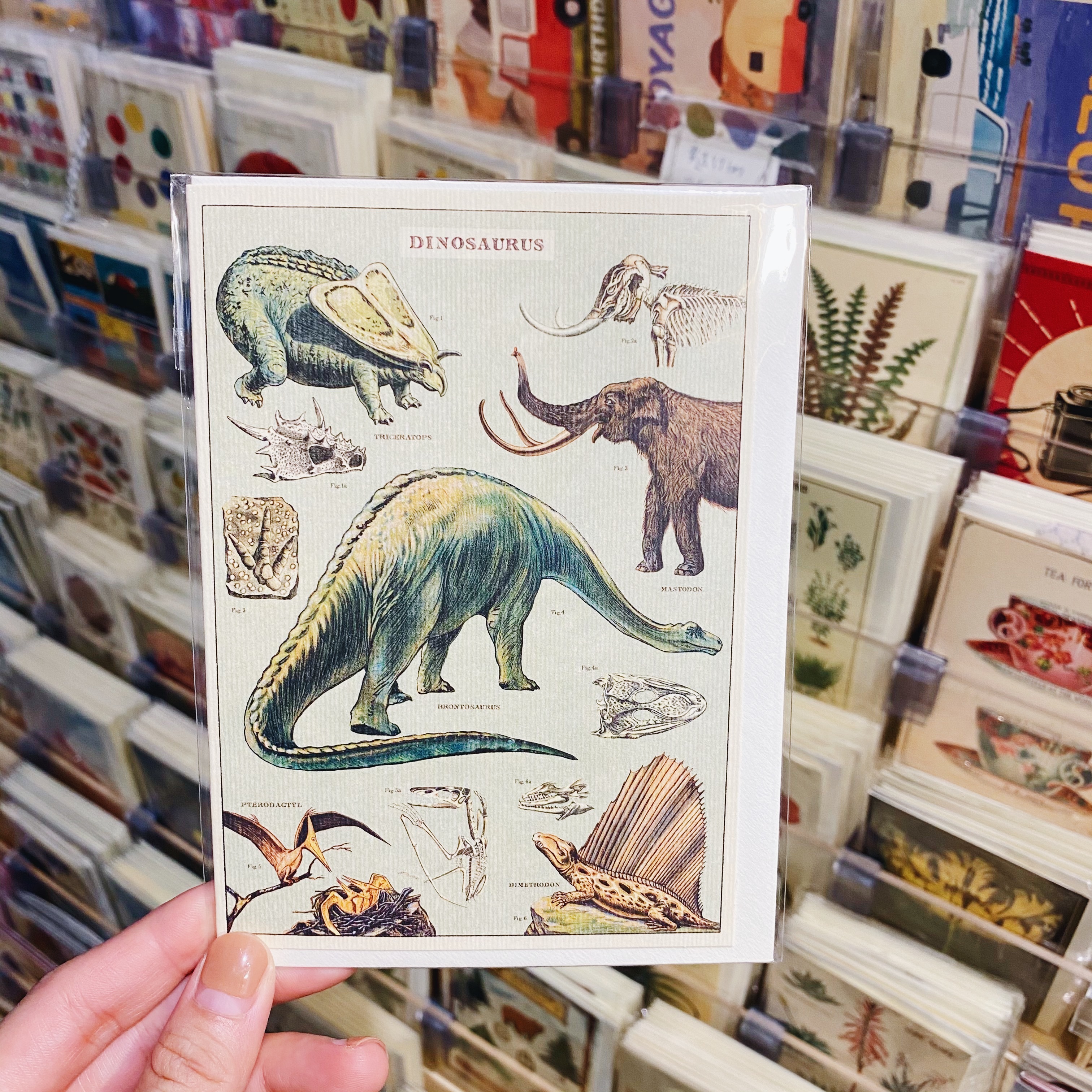 Cavallini 恐龍 萬用卡片 賀卡