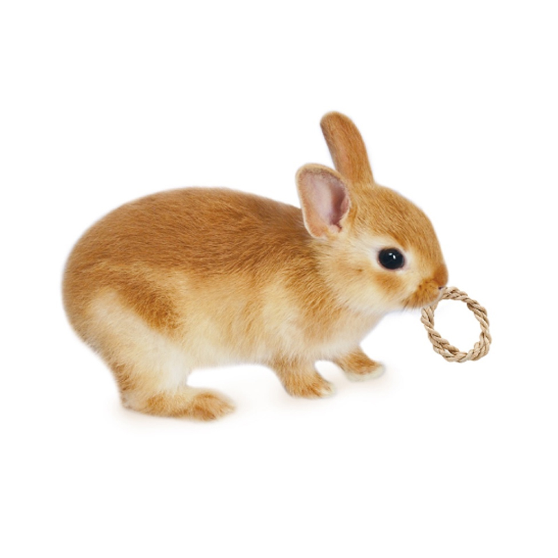 日本MARUKAN 圈圈造型玩具