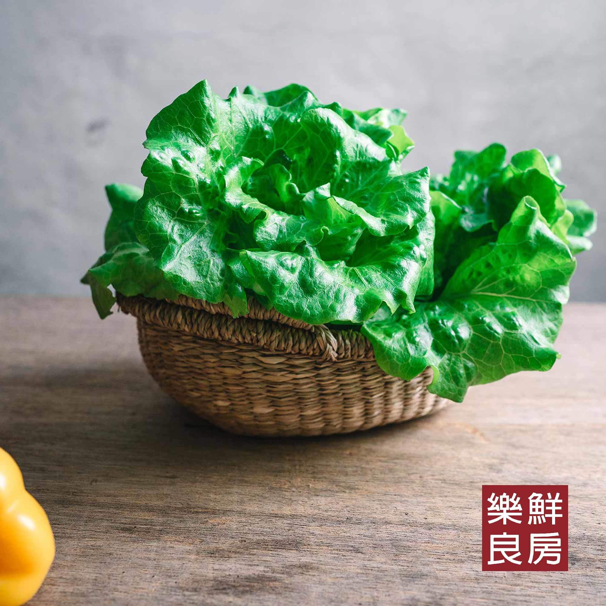 奶油萵苣-樂鮮良房無毒水耕蔬菜