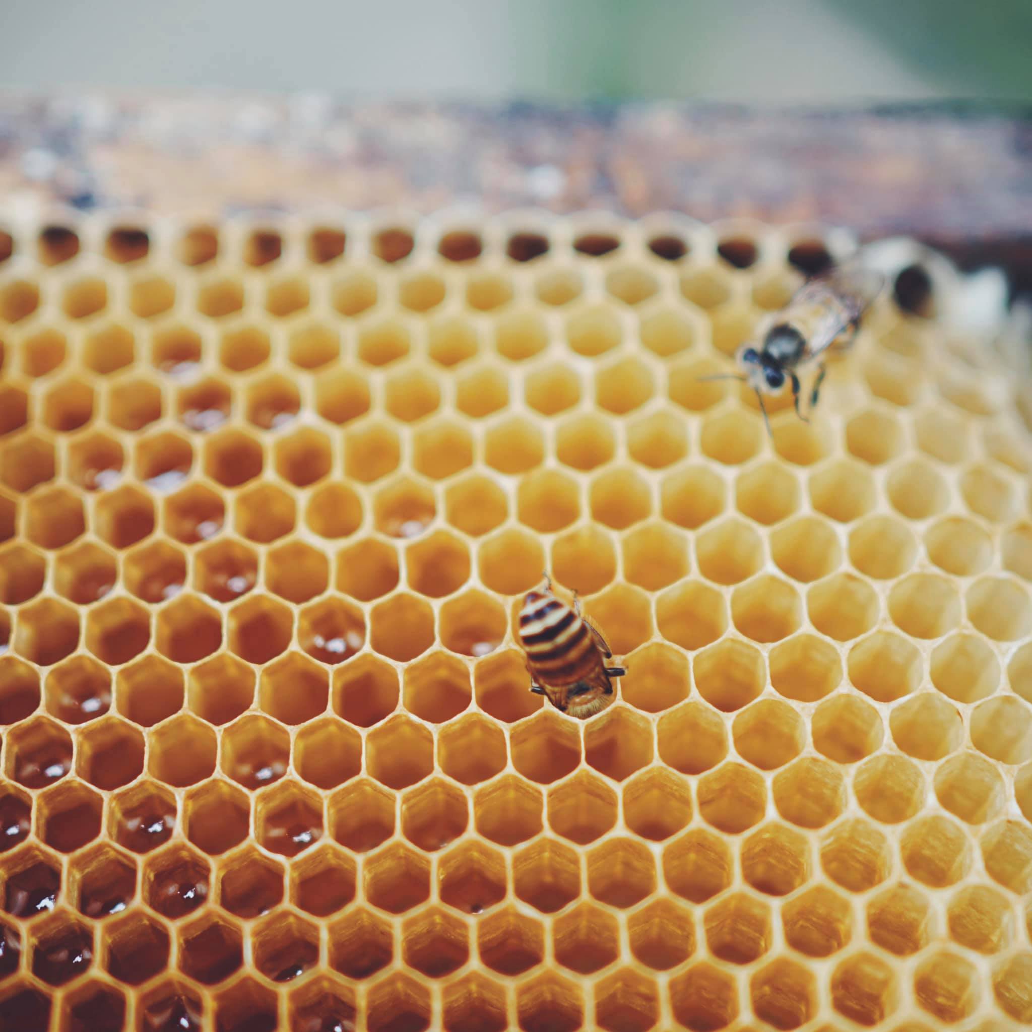 類黃酮素-香港蜂蜜-蜂蜜-香港品牌